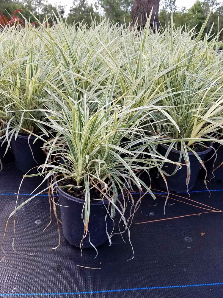 ophiopogon-intermedius-aztec-grass-variegated-liriope