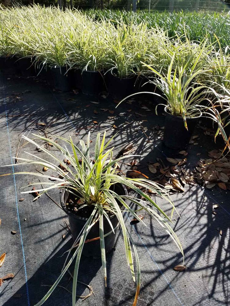 ophiopogon-intermedius-aztec-grass-variegated-liriope