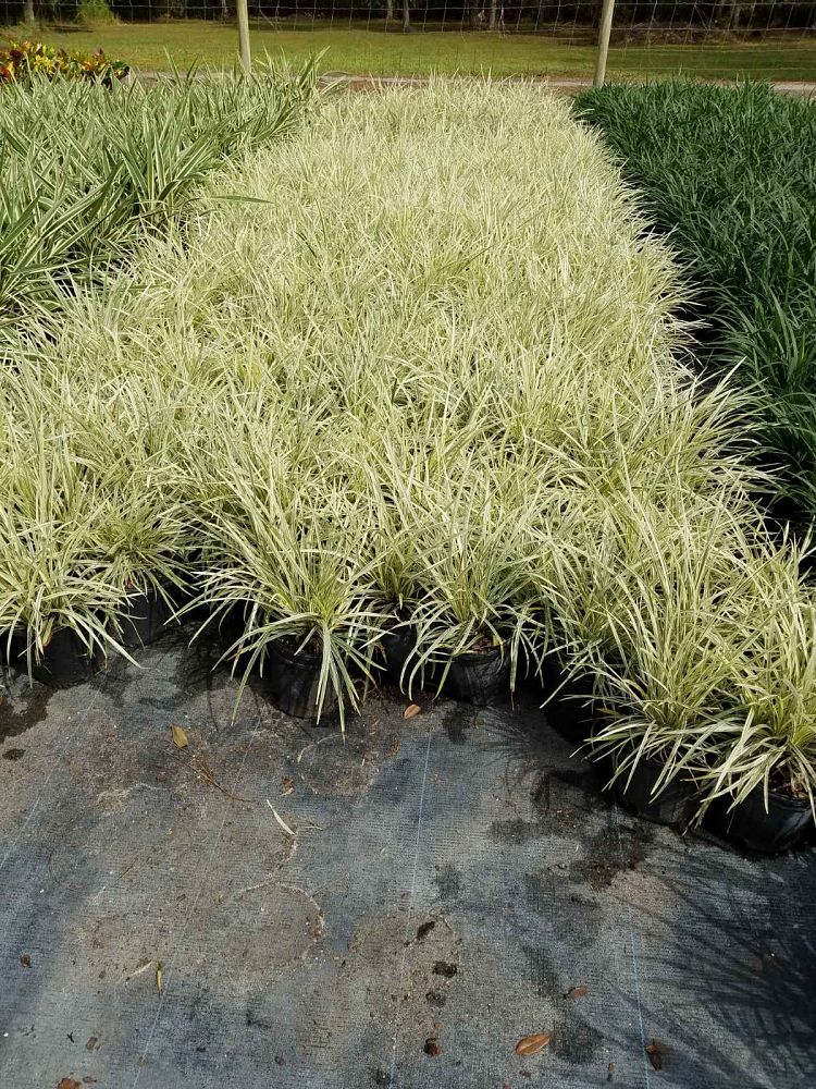 ophiopogon-intermedius-aztec-grass-variegated-liriope