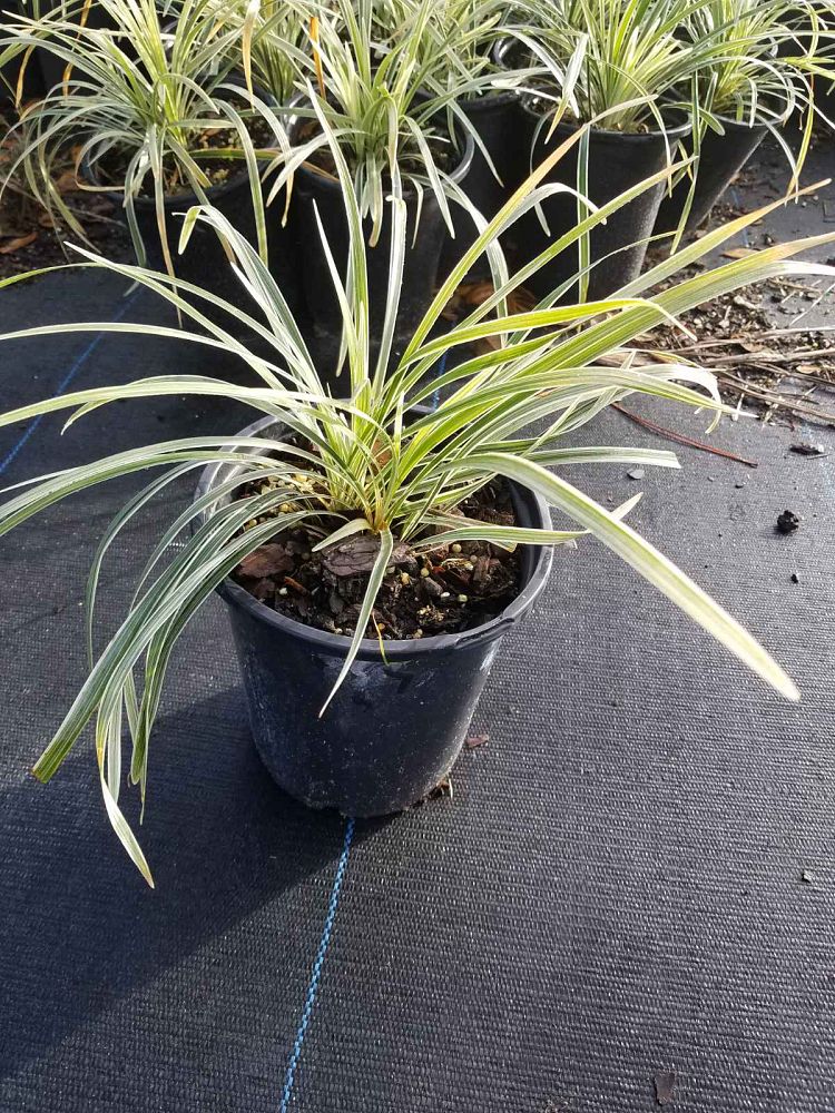 ophiopogon-intermedius-aztec-grass-variegated-liriope