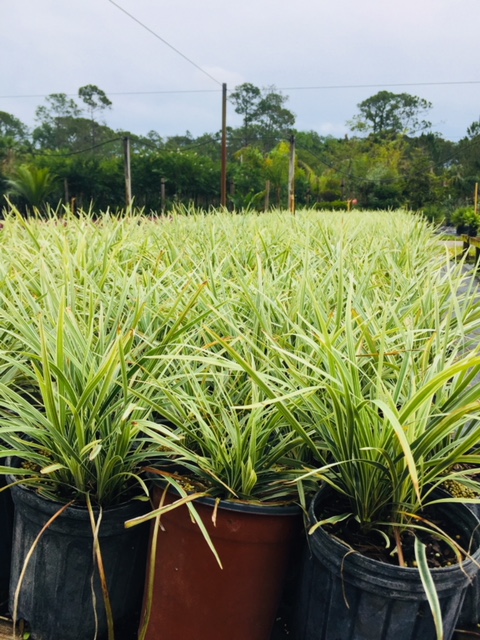 ophiopogon-intermedius-aztec-grass-variegated-liriope