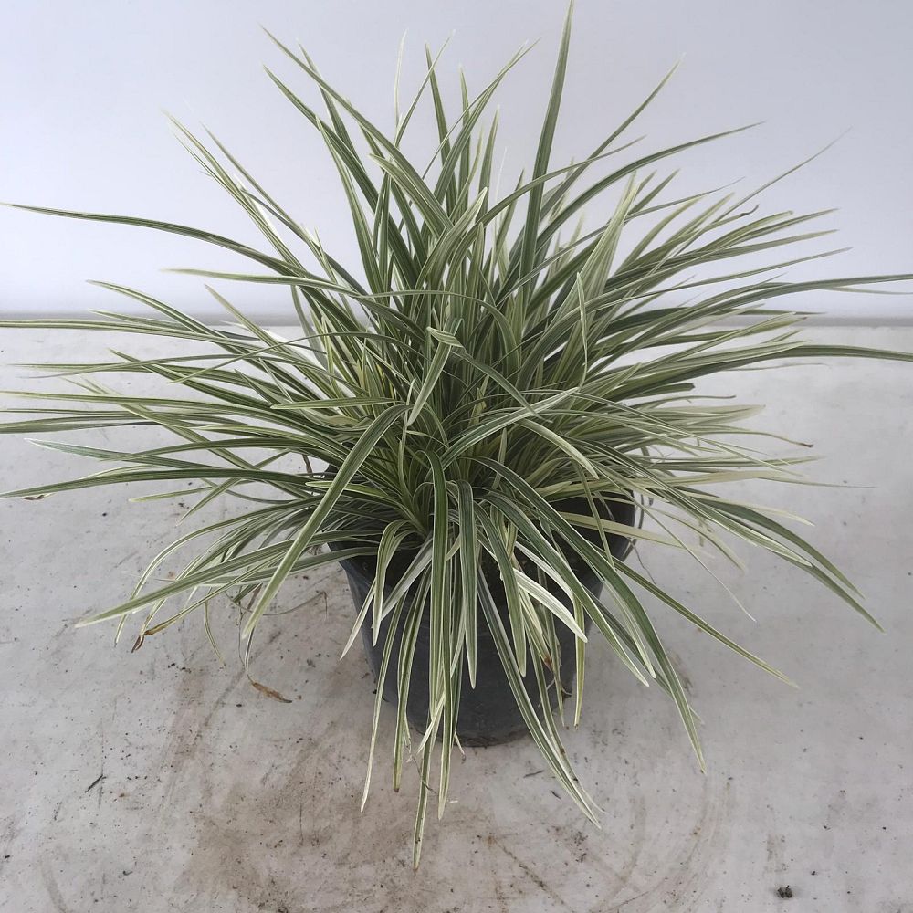 ophiopogon-intermedius-aztec-grass-variegated-liriope