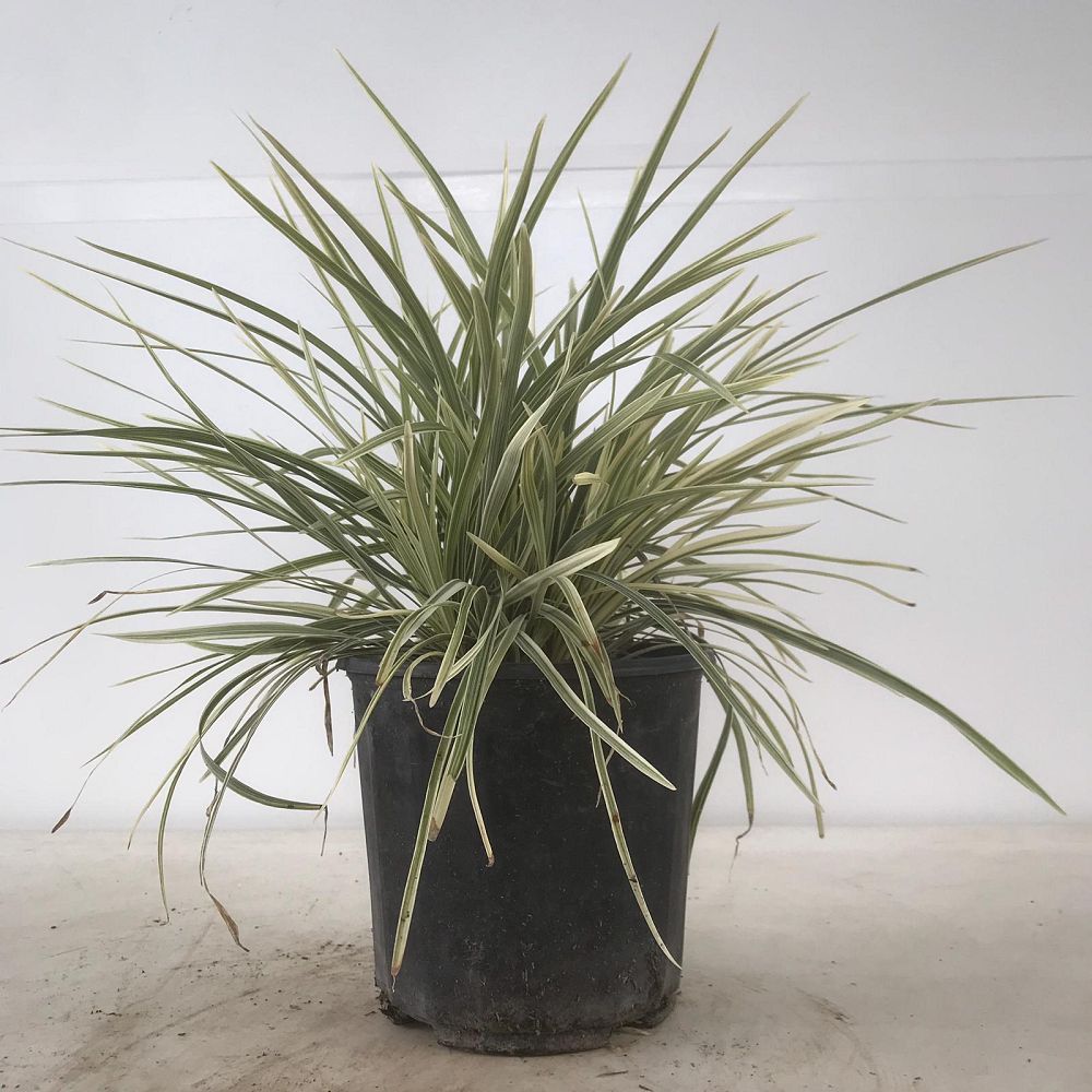 ophiopogon-intermedius-aztec-grass-variegated-liriope