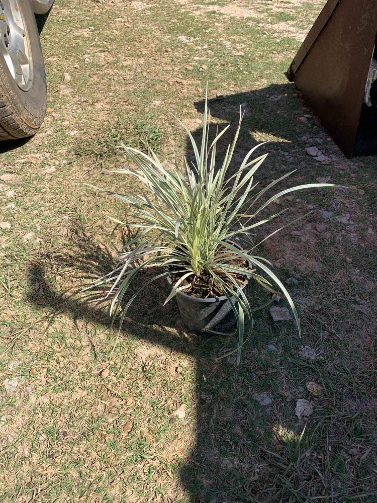 ophiopogon-intermedius-aztec-grass-variegated-liriope
