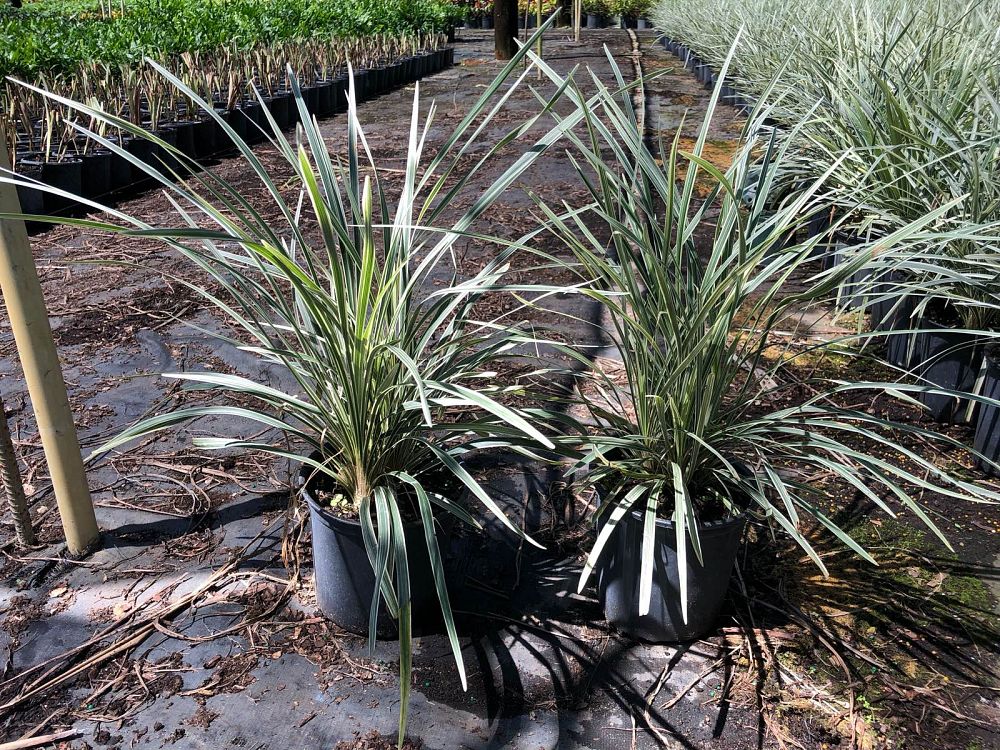 ophiopogon-intermedius-aztec-grass-variegated-liriope