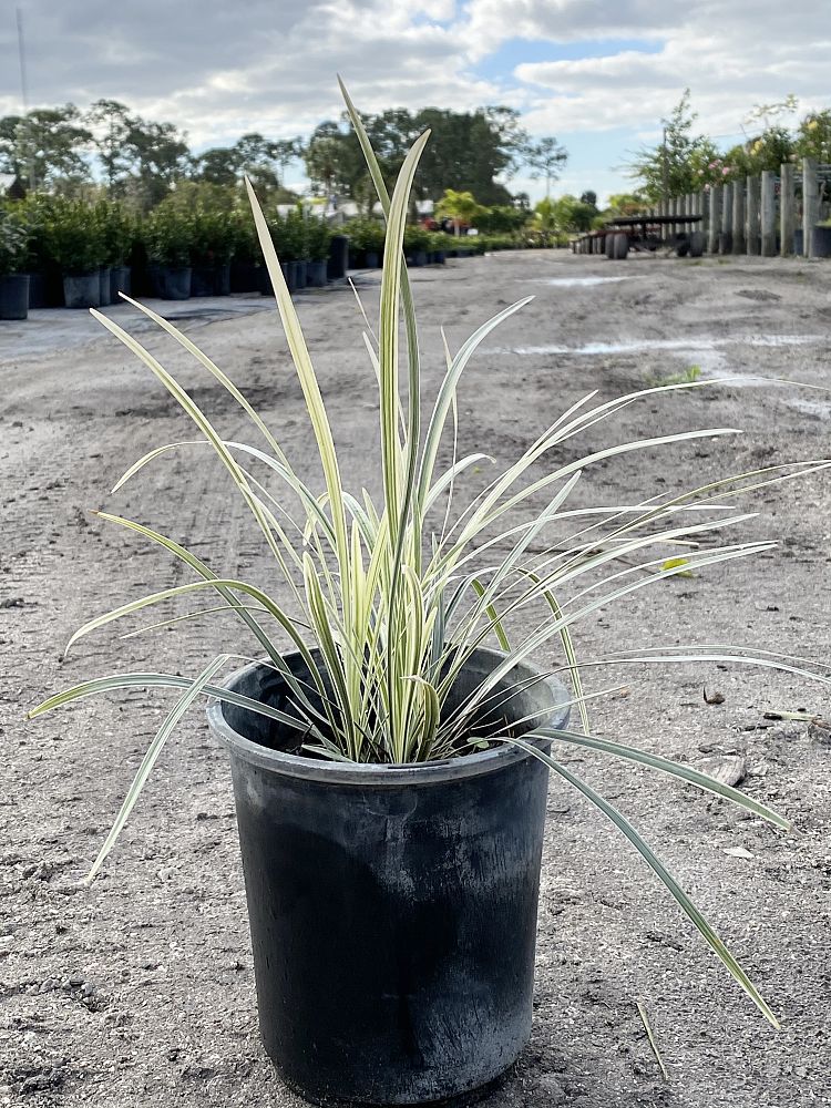 ophiopogon-intermedius-aztec-grass-variegated-liriope