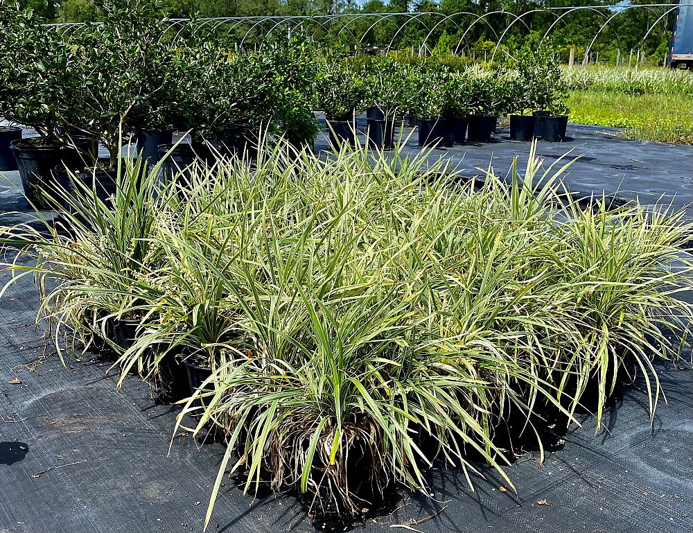 ophiopogon-intermedius-aztec-grass-variegated-liriope