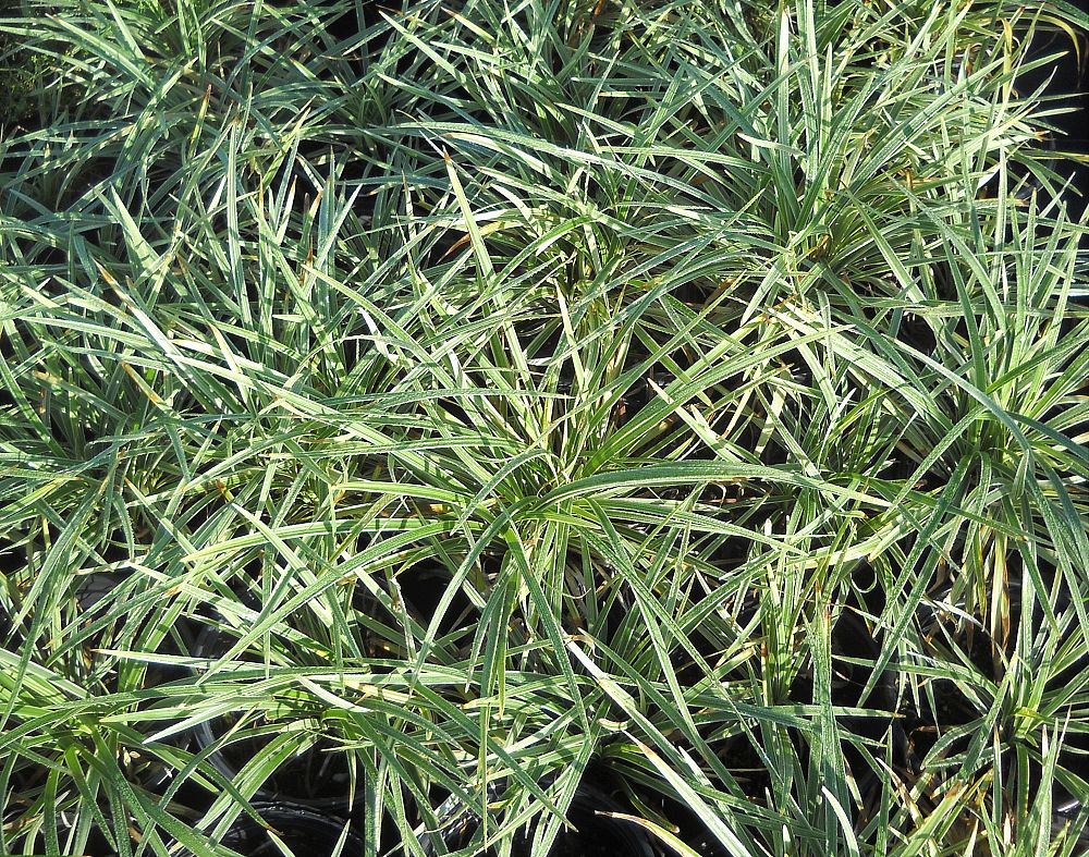 ophiopogon-intermedius-aztec-grass-variegated-liriope