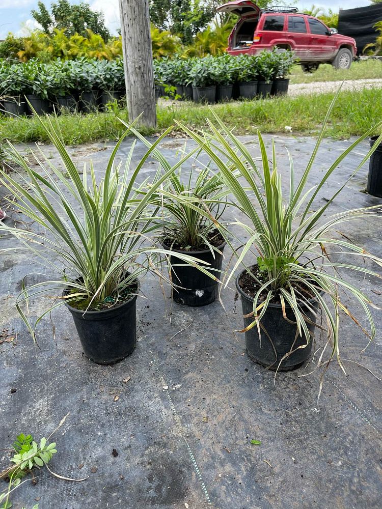 ophiopogon-intermedius-aztec-grass-variegated-liriope