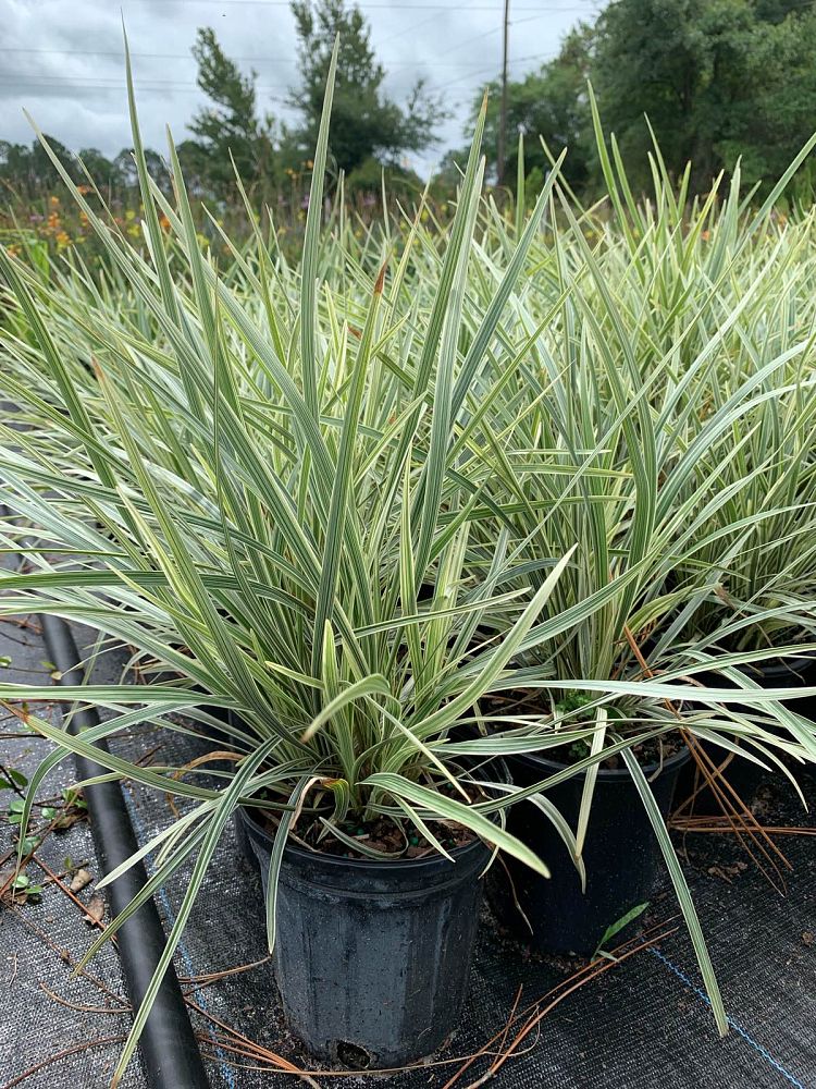 ophiopogon-intermedius-aztec-grass-variegated-liriope