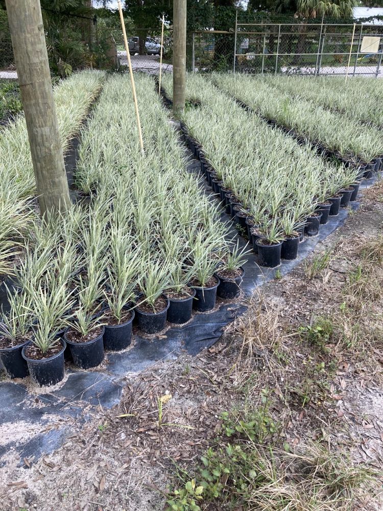 ophiopogon-intermedius-aztec-grass-variegated-liriope