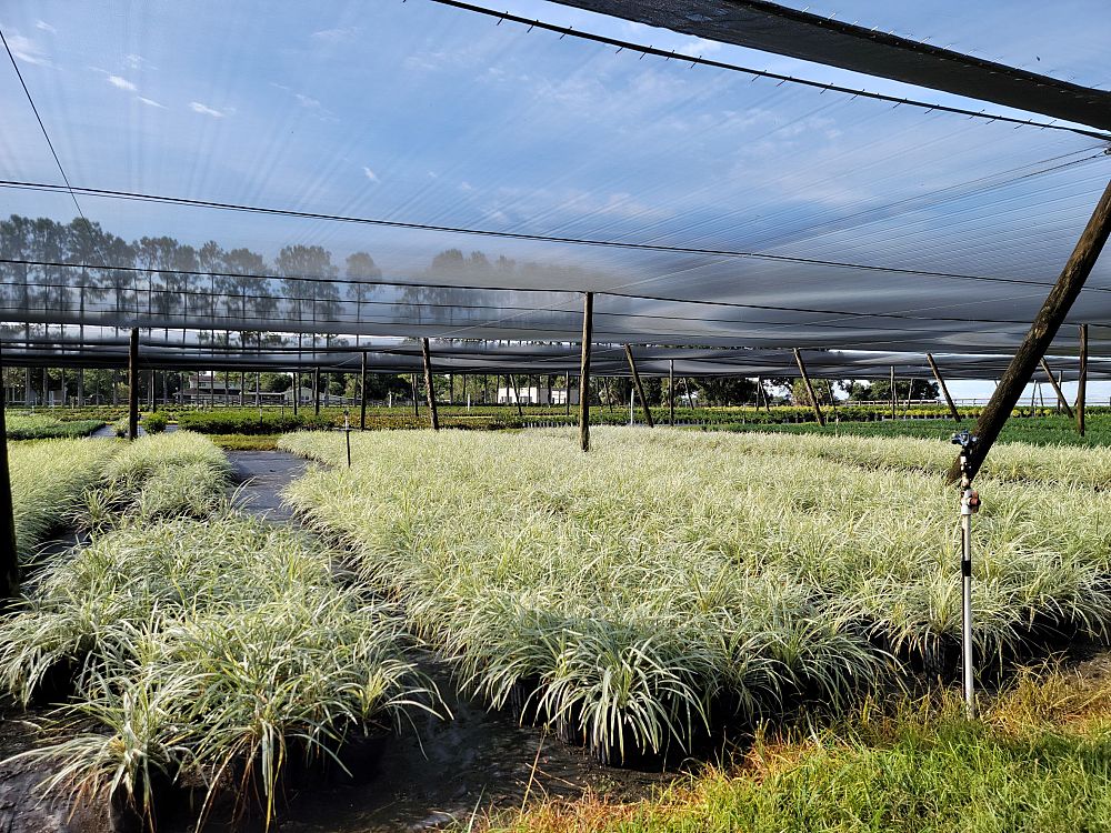 ophiopogon-intermedius-aztec-grass-variegated-liriope