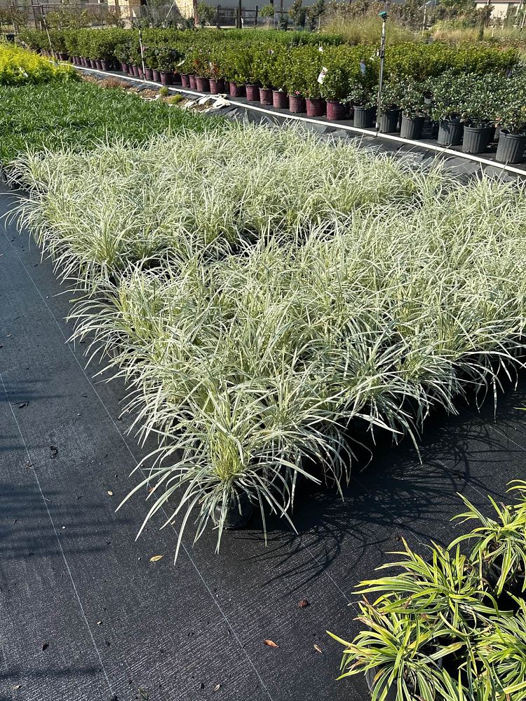 ophiopogon-intermedius-aztec-grass-variegated-liriope