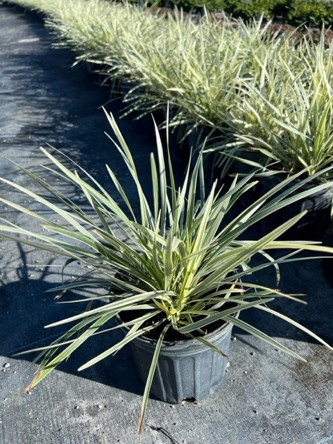 ophiopogon-intermedius-aztec-grass-variegated-liriope
