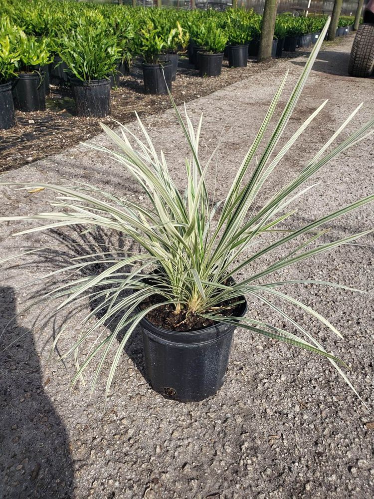 ophiopogon-intermedius-aztec-grass-variegated-liriope