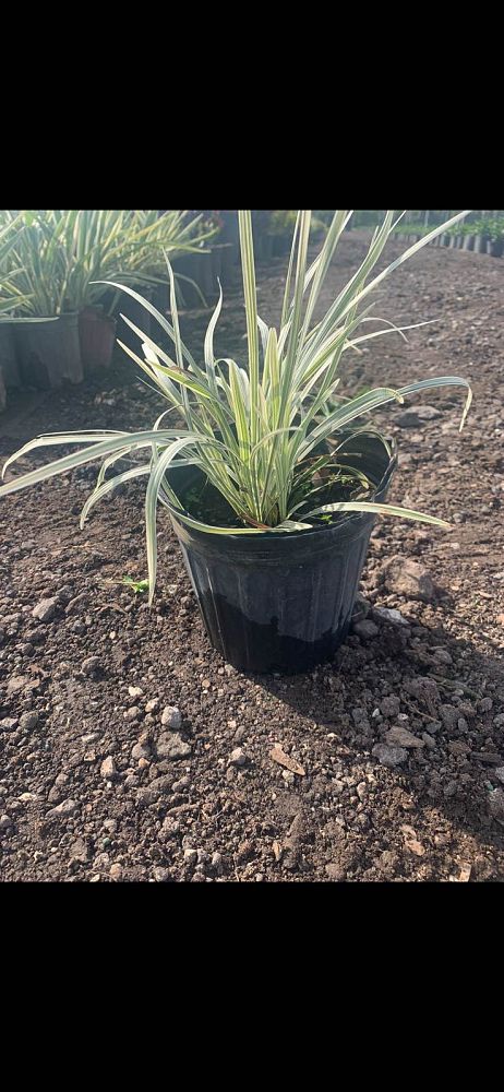 ophiopogon-intermedius-aztec-grass-variegated-liriope