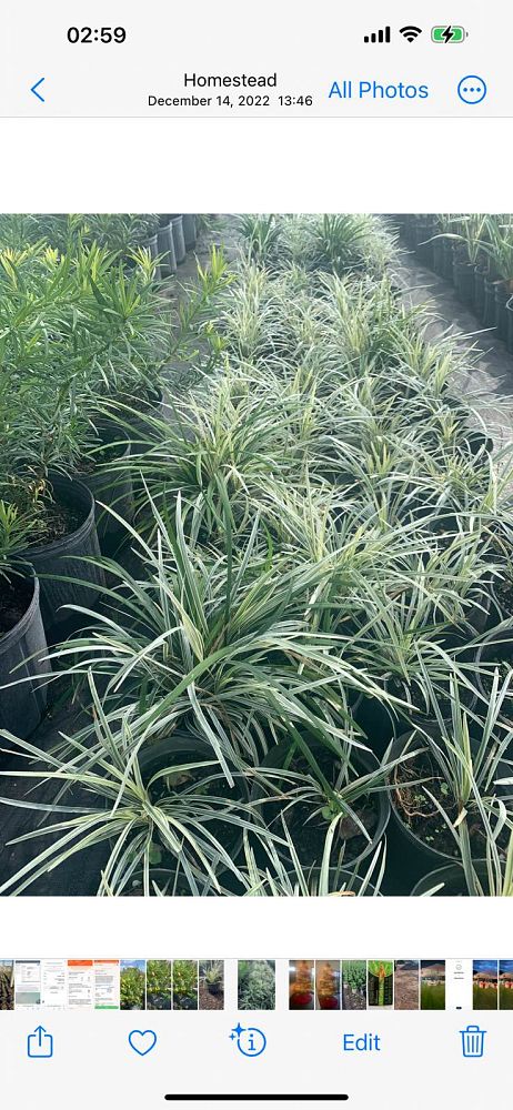 ophiopogon-intermedius-aztec-grass-variegated-liriope