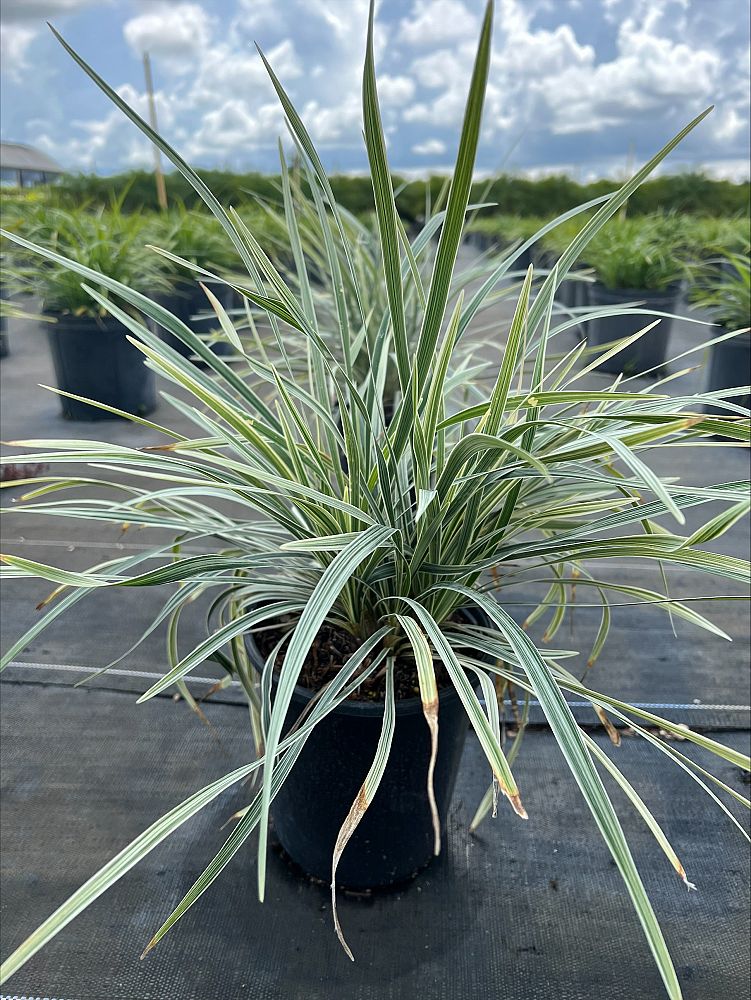 ophiopogon-intermedius-aztec-grass-variegated-liriope