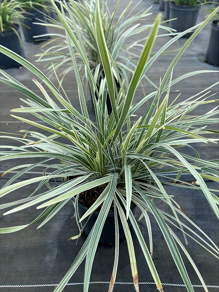 ophiopogon-intermedius-aztec-grass-variegated-liriope