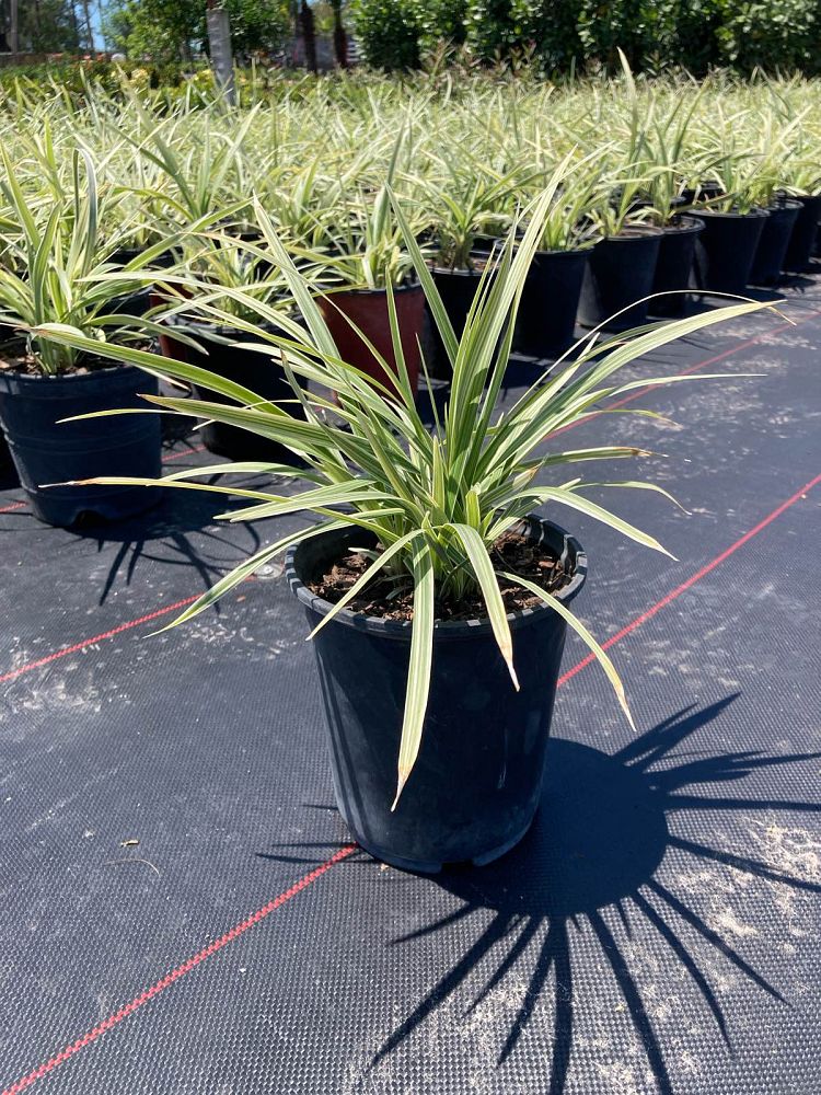 ophiopogon-intermedius-aztec-grass-variegated-liriope