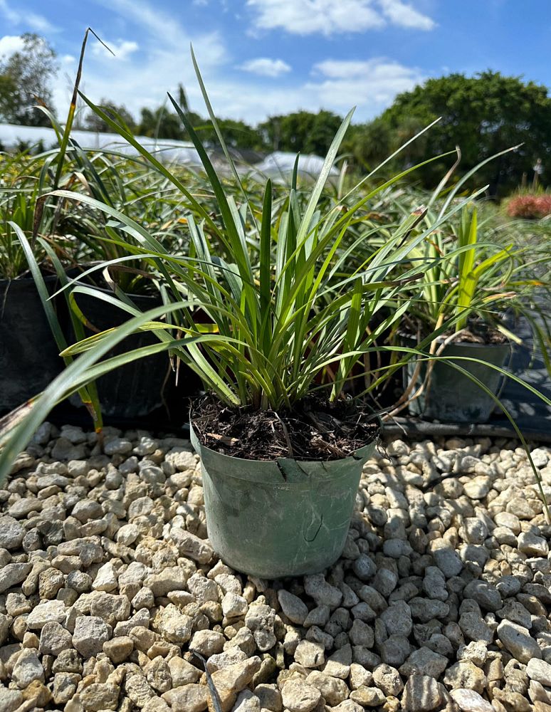 ophiopogon-intermedius-aztec-grass-variegated-liriope