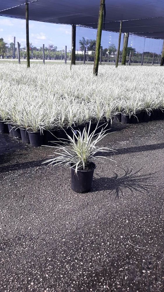 ophiopogon-intermedius-aztec-grass-variegated-liriope