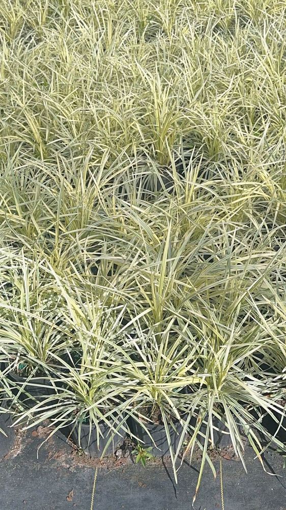 ophiopogon-intermedius-aztec-grass-variegated-liriope