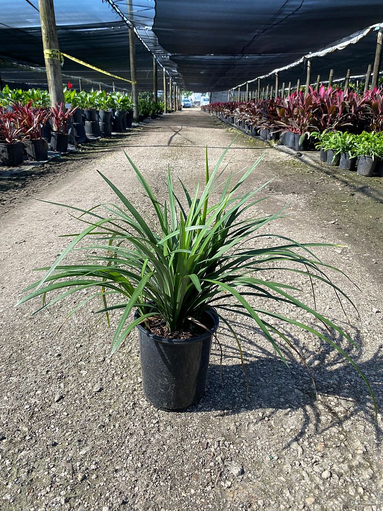 ophiopogon-intermedius-aztec-grass-variegated-liriope