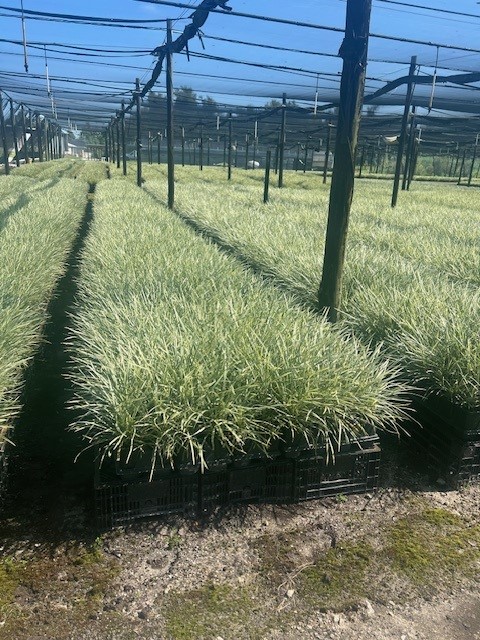 ophiopogon-intermedius-aztec-grass-variegated-liriope
