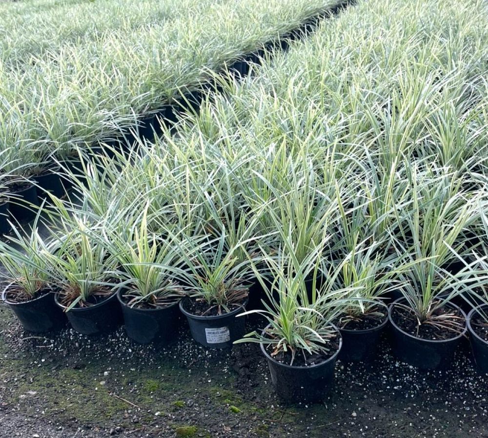 ophiopogon-intermedius-aztec-grass-variegated-liriope