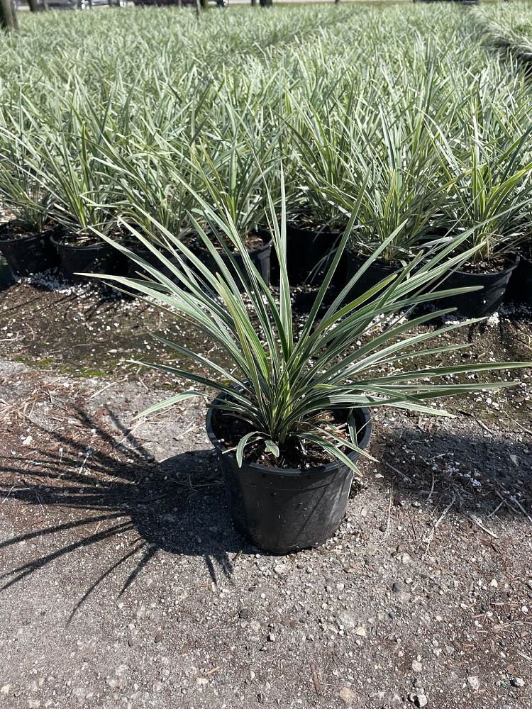 ophiopogon-intermedius-aztec-grass-variegated-liriope