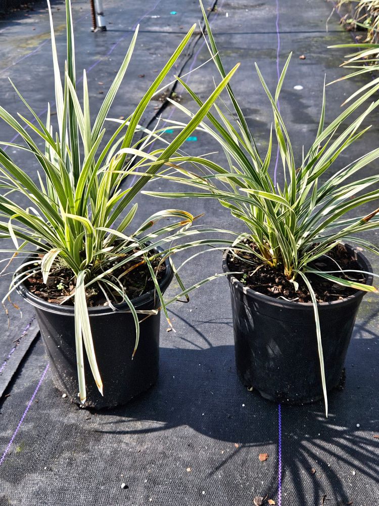 ophiopogon-intermedius-aztec-grass-variegated-liriope