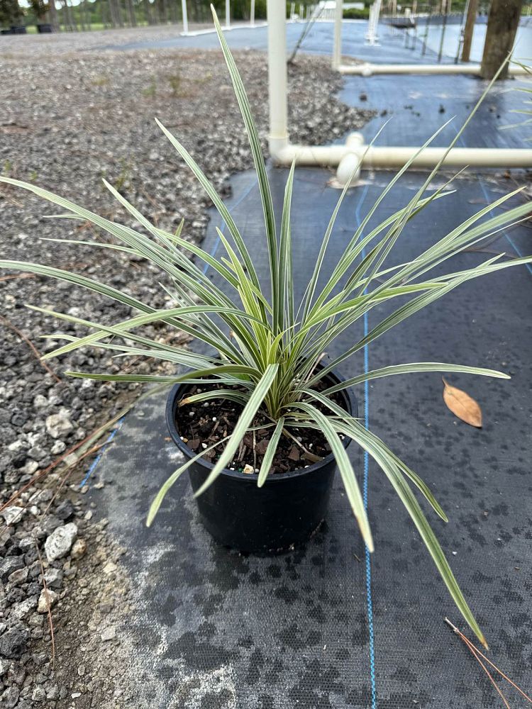 ophiopogon-intermedius-aztec-grass-variegated-liriope