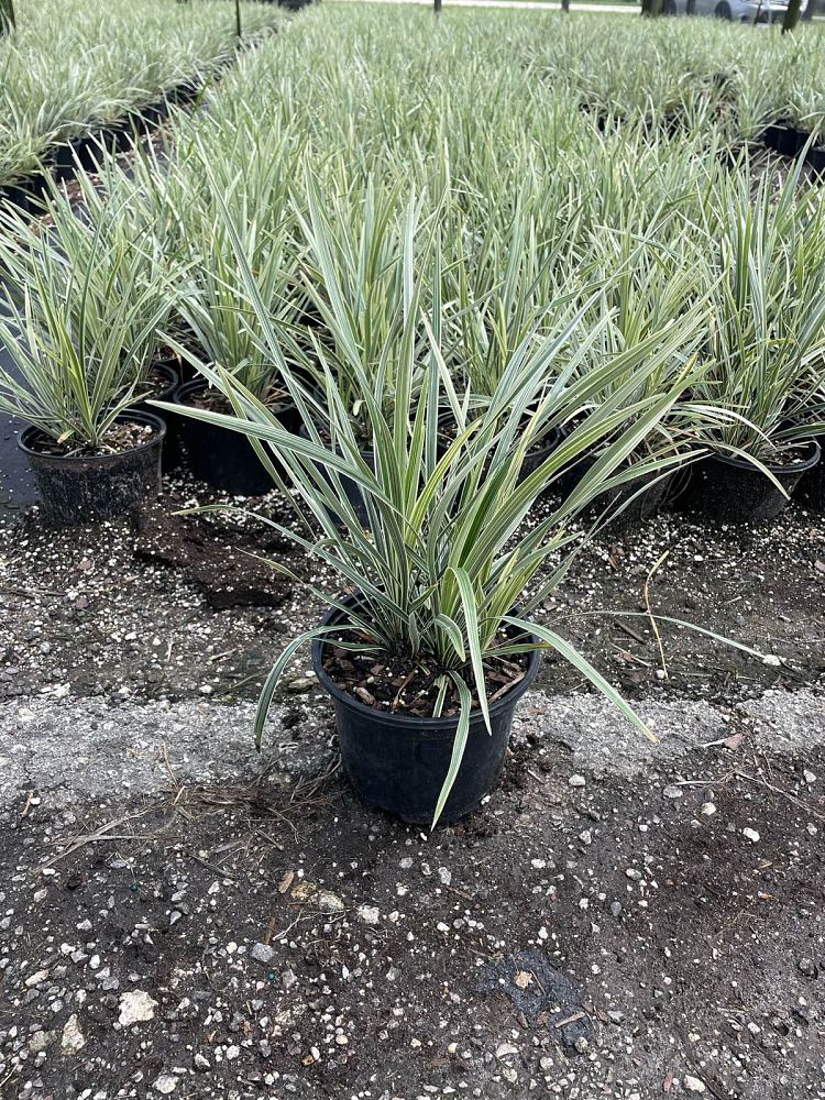 ophiopogon-intermedius-aztec-grass-variegated-liriope