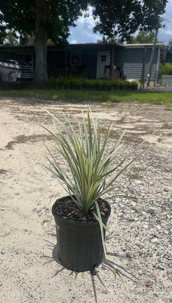 ophiopogon-intermedius-aztec-grass-variegated-liriope
