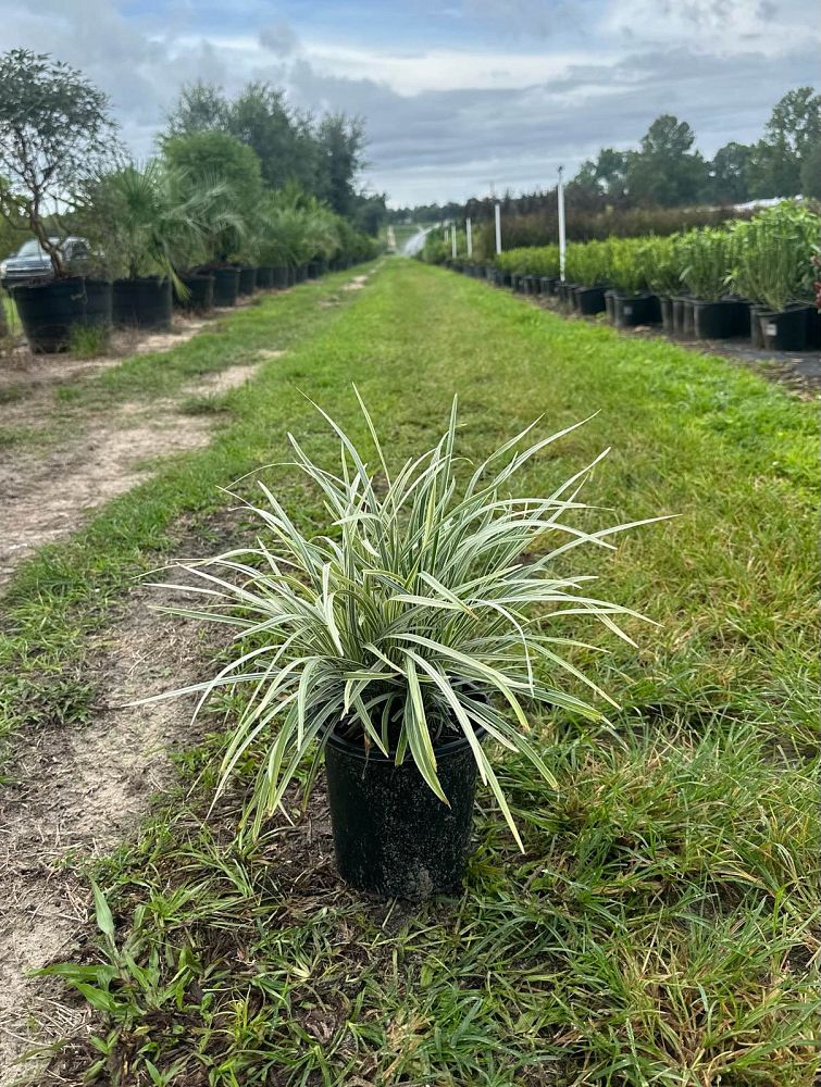 ophiopogon-intermedius-aztec-grass-variegated-liriope