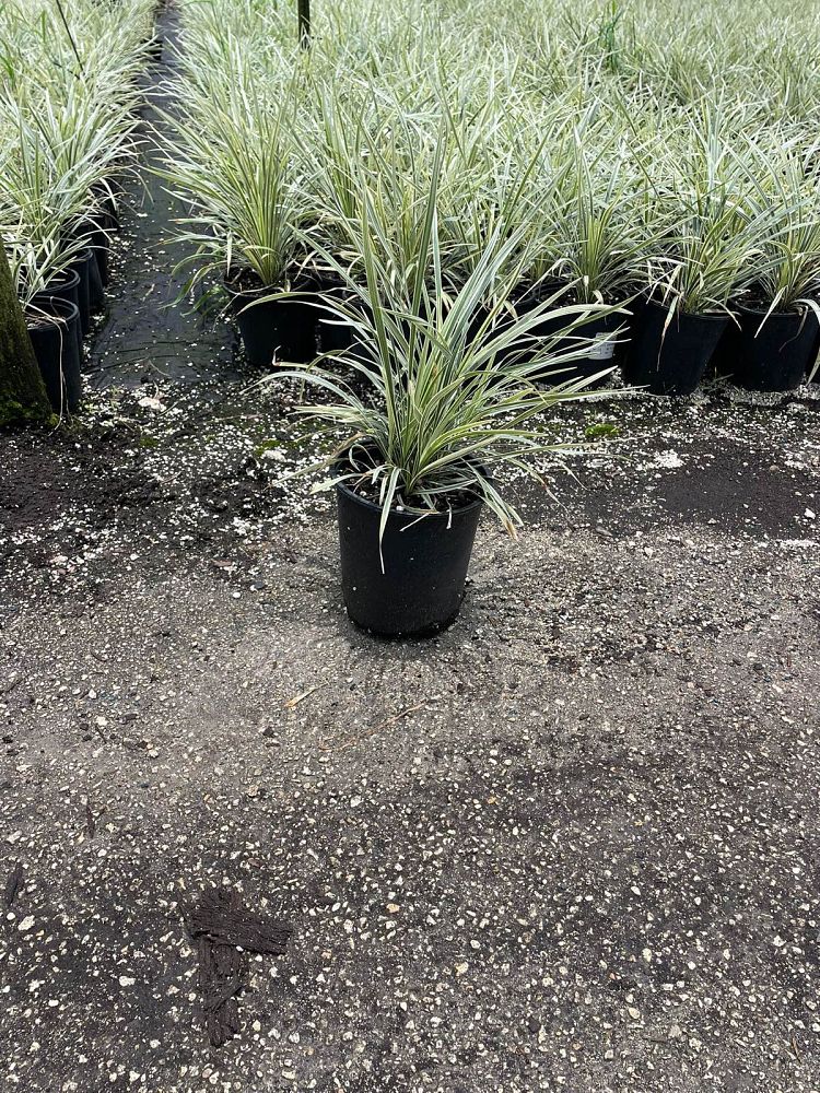ophiopogon-intermedius-aztec-grass-variegated-liriope