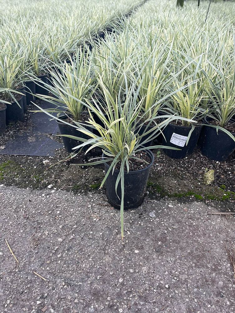 ophiopogon-intermedius-aztec-grass-variegated-liriope