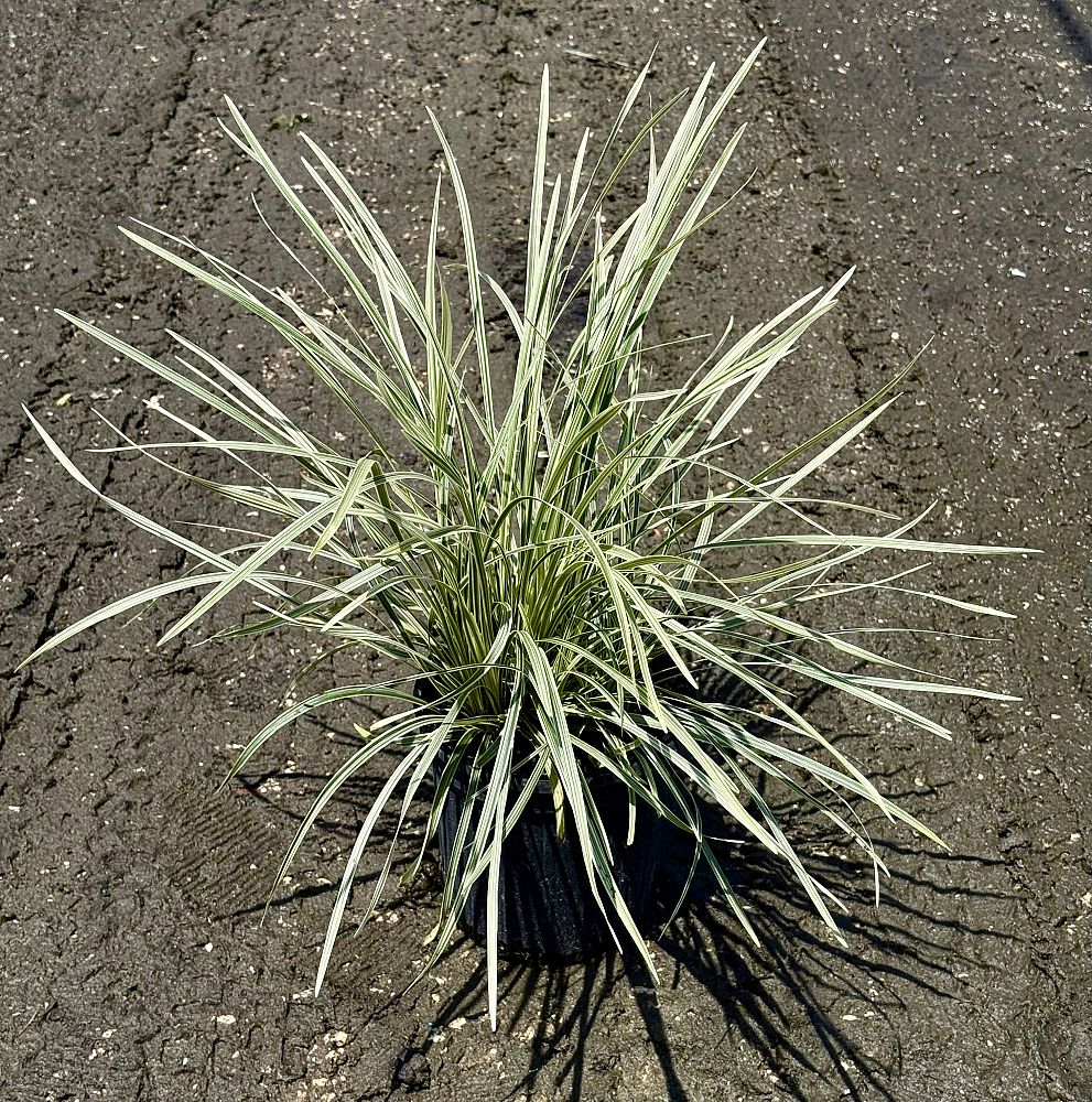 ophiopogon-intermedius-aztec-grass-variegated-liriope