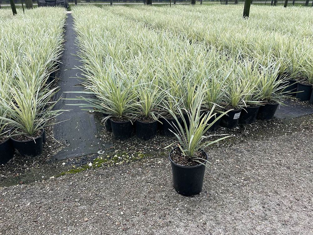 ophiopogon-intermedius-aztec-grass-variegated-liriope