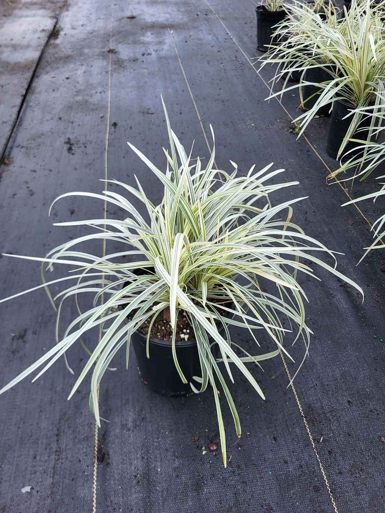 ophiopogon-intermedius-aztec-grass-variegated-liriope