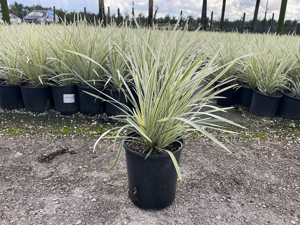 ophiopogon-intermedius-aztec-grass-variegated-liriope
