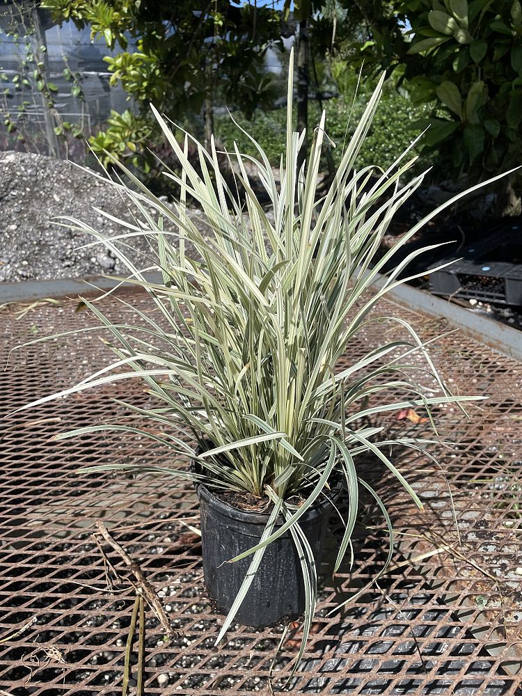 ophiopogon-intermedius-aztec-grass-variegated-liriope
