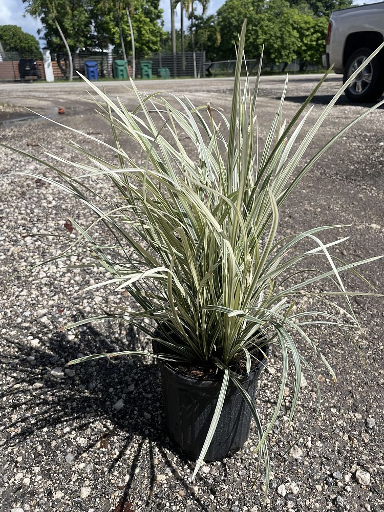 ophiopogon-intermedius-aztec-grass-variegated-liriope