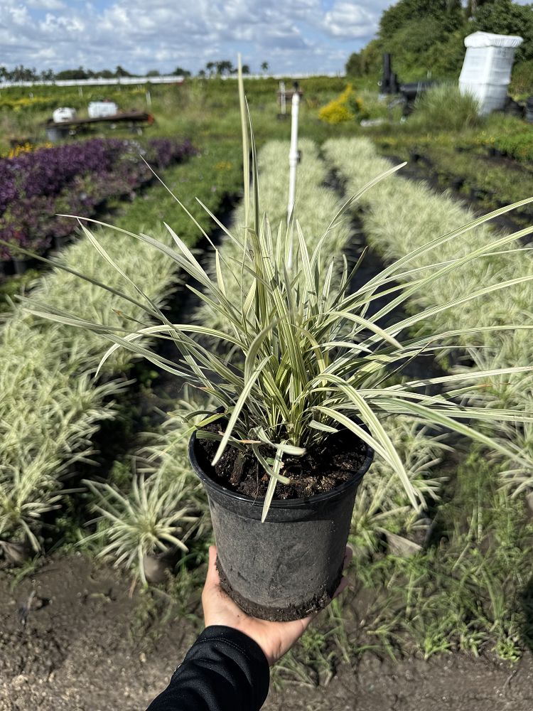 ophiopogon-intermedius-aztec-grass-variegated-liriope
