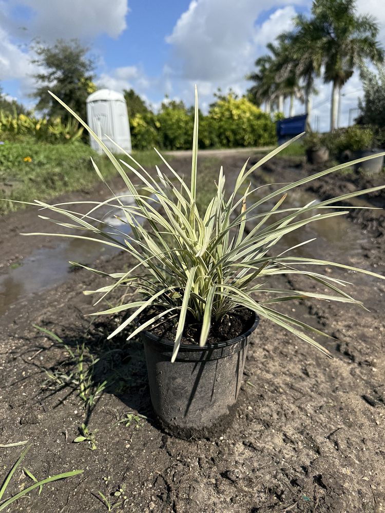 ophiopogon-intermedius-aztec-grass-variegated-liriope