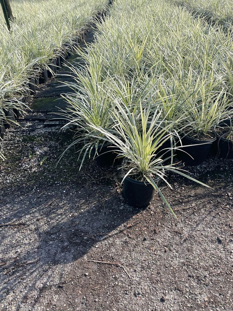 ophiopogon-intermedius-aztec-grass-variegated-liriope