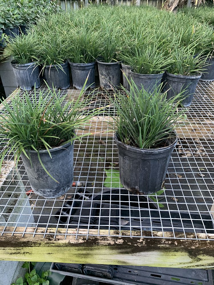 ophiopogon-jaburan-crystal-falls-aztec-grass-snakebeard-giant-lilyturf