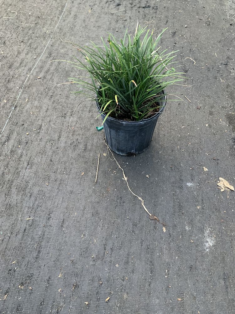 ophiopogon-jaburan-crystal-falls-aztec-grass-snakebeard-giant-lilyturf