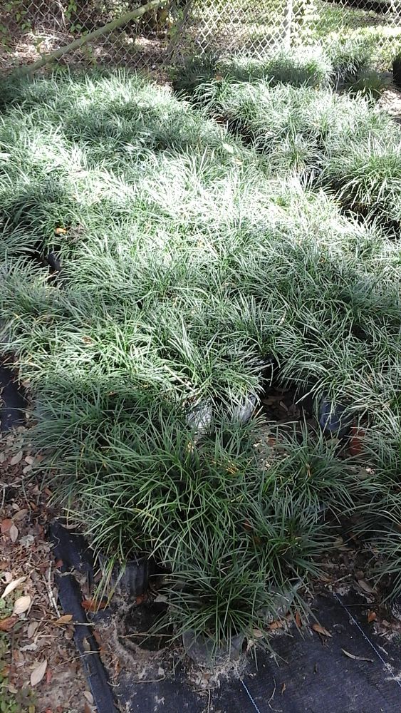 ophiopogon-jaburan-lilyturf-mondo-grass